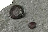 Plate of Two Red Embers Garnets in Graphite - Massachusetts #147859-2